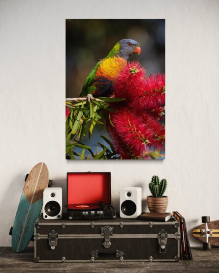 Lorikeet / MICHAEL SELGE - Image 4