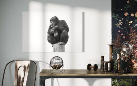 Chimp / MICHAEL SELGE - Image 2