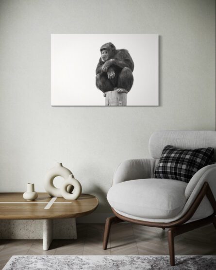 Chimp / MICHAEL SELGE - Image 4