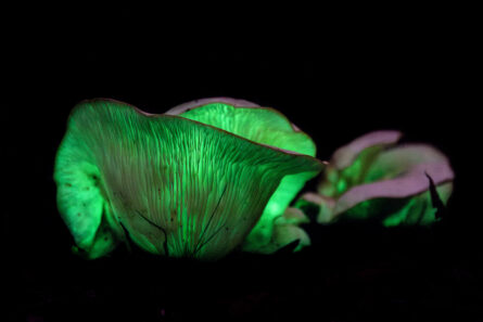 Ghost Mushrooms / DEB KLOEDEN