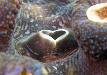 GIANT CLAM SIPHON / GREAT BARRIER REEF / PETE GARDNER