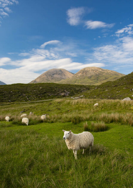 THE RED CULLIN 1 / ISLE OF SKYE / PETE GARDNER