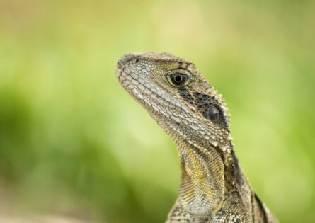 REPTILE / PETE GARDNER