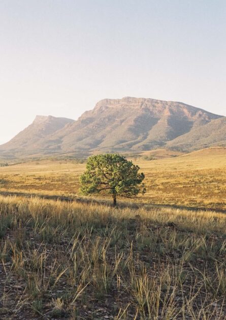 FLINDERS RANGES NATIONAL PARK / TAMMY CHOO