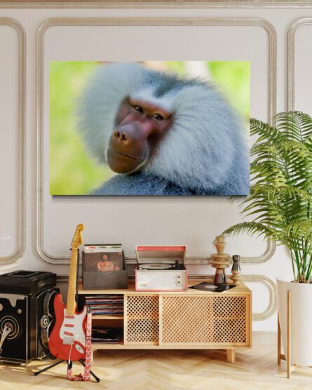BABOON, AUCKLAND ZOO / ALEC SMART - Image 5