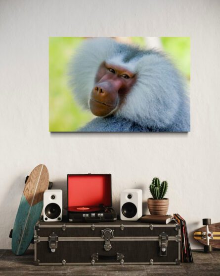 BABOON, AUCKLAND ZOO / ALEC SMART - Image 4
