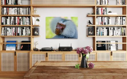 BABOON, AUCKLAND ZOO / ALEC SMART - Image 3