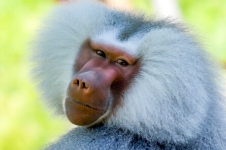 BABOON, AUCKLAND ZOO / ALEC SMART