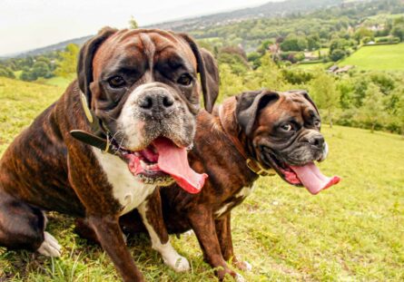 BOXER DOGS / ALEC SMART
