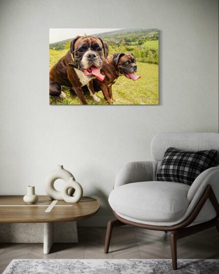 BOXER DOGS / ALEC SMART - Image 3