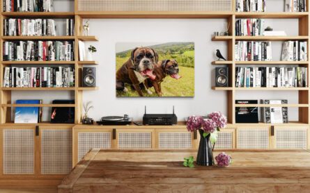 BOXER DOGS / ALEC SMART - Image 4