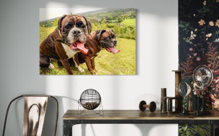 BOXER DOGS / ALEC SMART - Image 5