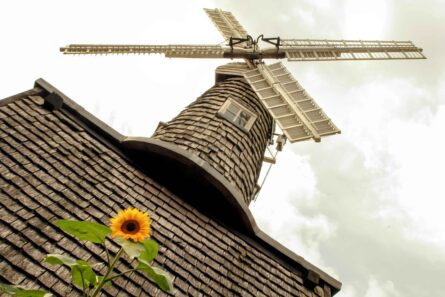 BUCKLAND WINDMILL, SURREY, UK / ALEC SMART