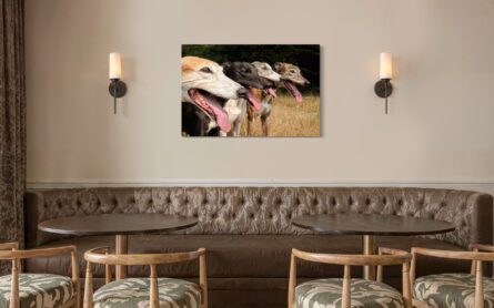 GREYHOUNDS / ALEC SMART - Image 2