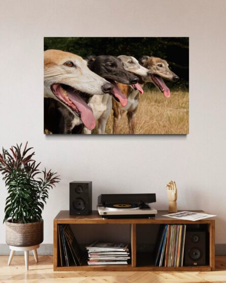 GREYHOUNDS / ALEC SMART - Image 4