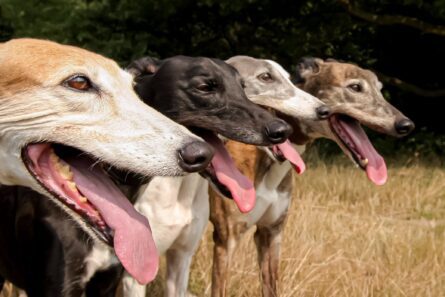 GREYHOUNDS / ALEC SMART