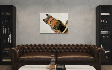 HORSEHEAD, DENMARK / ALEC SMART - Image 2
