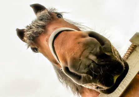 HORSEHEAD, DENMARK / ALEC SMART