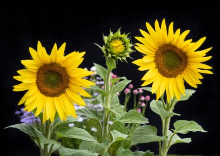 EMERGING SUNFLOWER /  MICHAEL SELGE