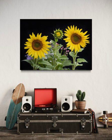EMERGING SUNFLOWER /  MICHAEL SELGE - Image 5