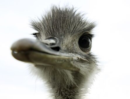 OSTRICH / ALEC SMART