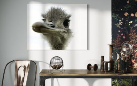 OSTRICH / ALEC SMART - Image 5