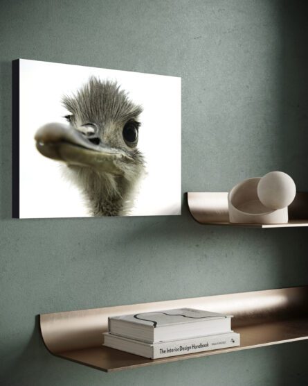 OSTRICH / ALEC SMART - Image 4