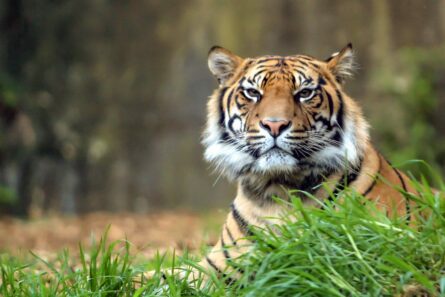 TIGER, TARONGA ZOO / ALEC SMART