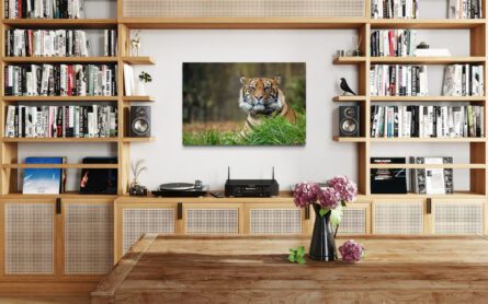 TIGER, TARONGA ZOO / ALEC SMART - Image 5