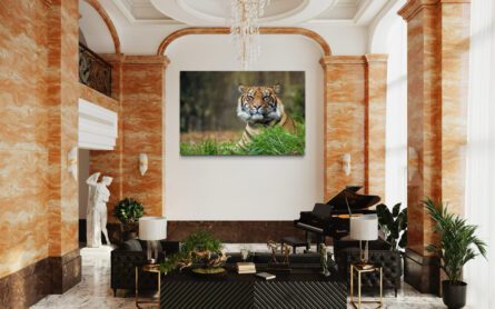 TIGER, TARONGA ZOO / ALEC SMART - Image 3