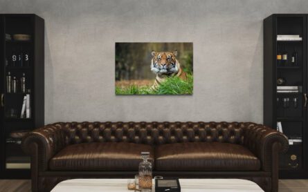 TIGER, TARONGA ZOO / ALEC SMART - Image 4